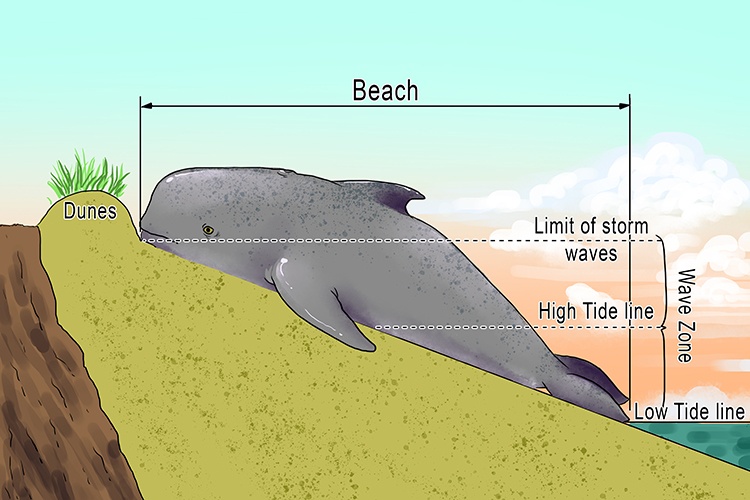 The beached (beach) whale was lying between the limit of the storm waves and the water line.